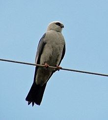 Mississippi Kite Adult